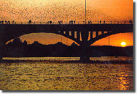 Mexican freetail bats
